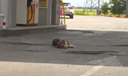 Stray Dog Lived At A Gasoline Station For 3 Years Not Letting Anyone Touch Her