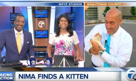 Stray Kitten Disrupts News Broadcast For A Second Possibility At Life