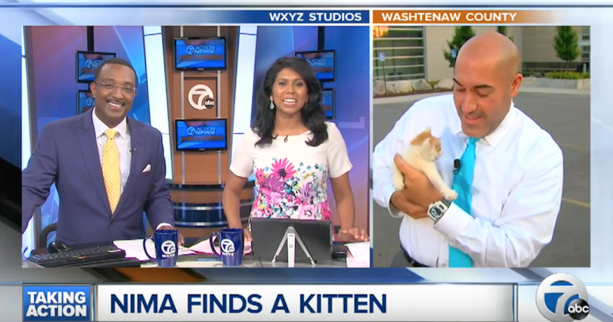 Stray Kitten Disrupts News Broadcast For A Second Possibility At Life