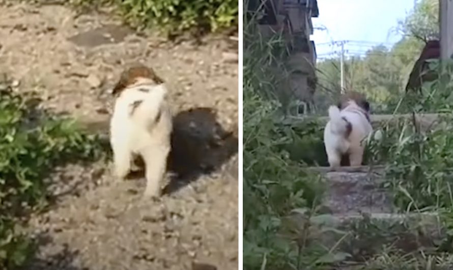 Stray Pup Insists Rescuers Follow Him Into Abandoned Building