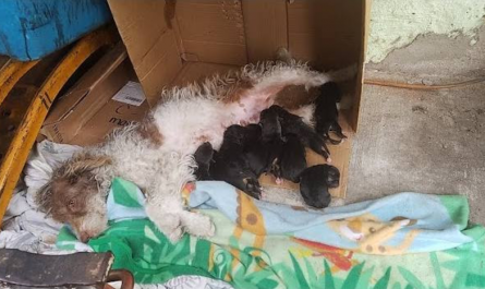 Stray crawls under random porch and also gives birth to 9 puppies