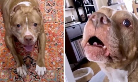 Talkative Pittie Informs Her Moms And Dads She's Hurt But That She'll Be OK