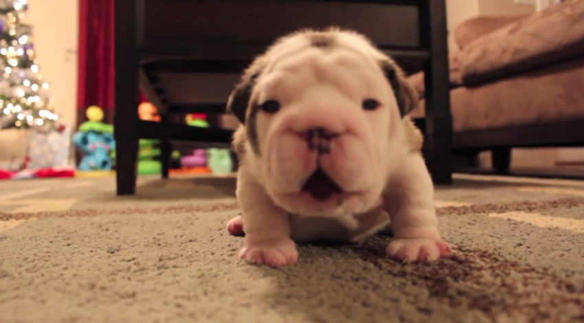 Tebow The Pup Walks For The Very First Time