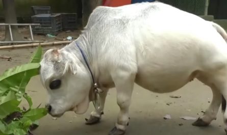 The World's Smallest Cow Is The Size Of A Small Dog