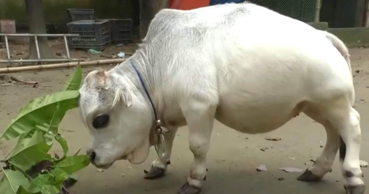 The World's Smallest Cow Is The Size Of A Small Dog
