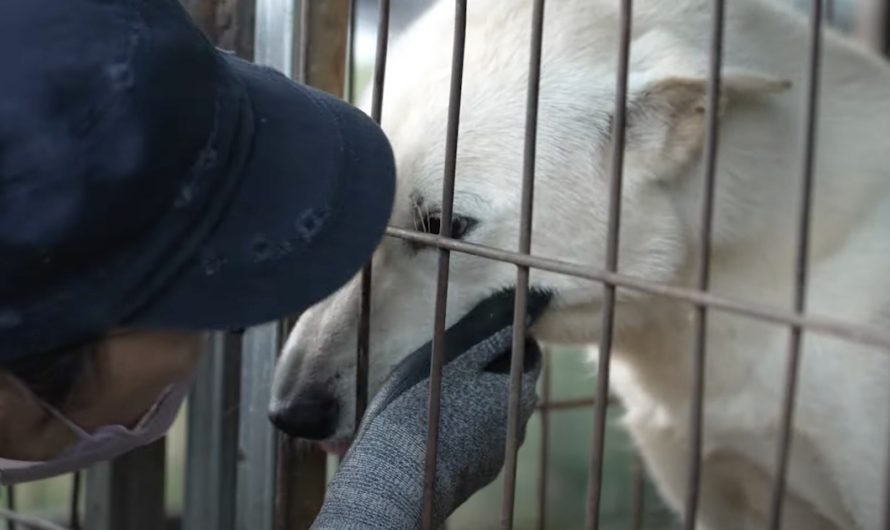 These 60 Dogs Never Ever Knew Freedom, But Today The Gates Are Opened