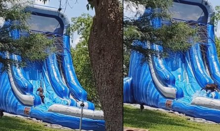 They Got A Waterslide For The Children, But The Dog Gets In On The Fun