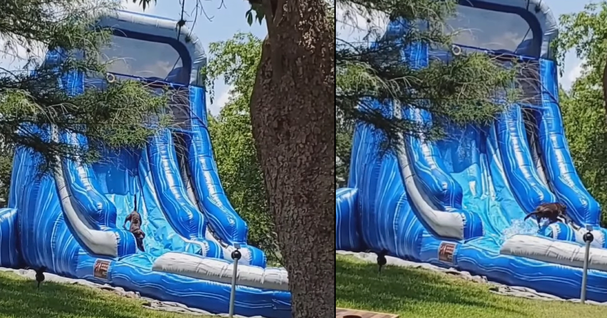 They Got A Waterslide For The Children, But The Dog Gets In On The Fun