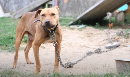 They Suspected Dogfighting At This North Carolina Building And Showed Up On Scene