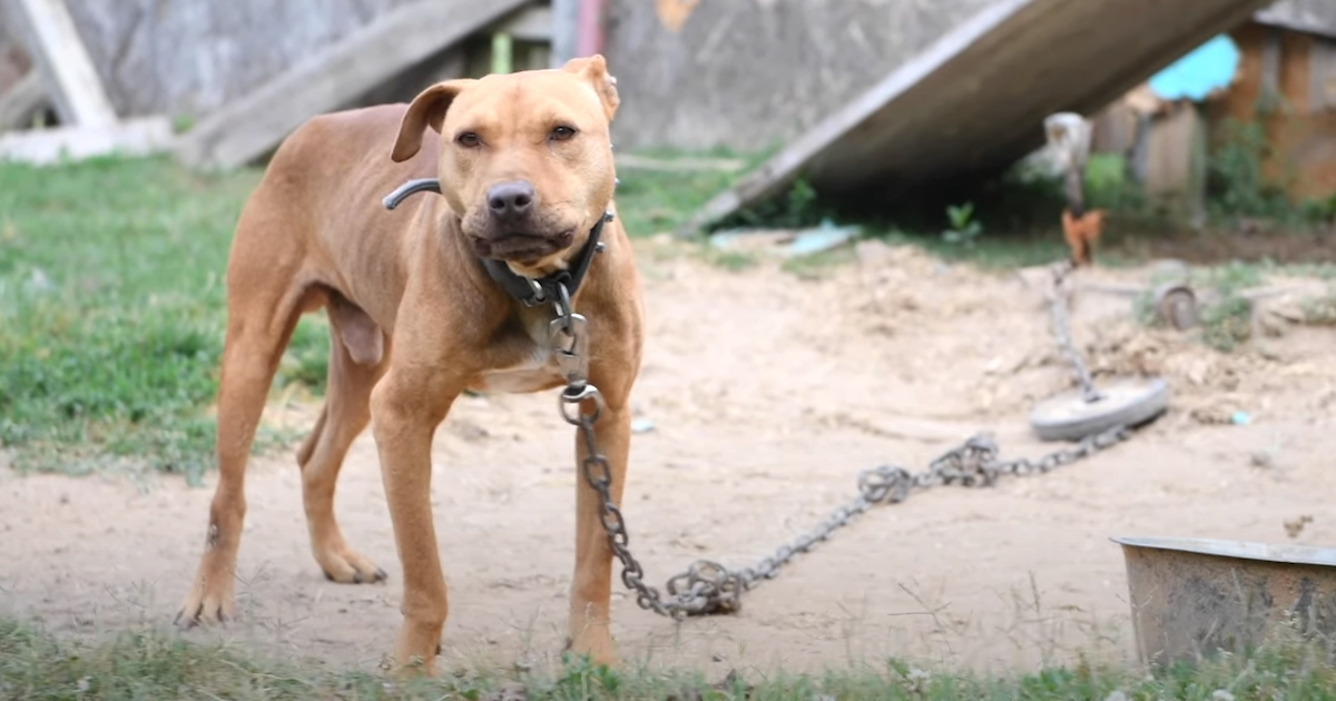 They Suspected Dogfighting At This North Carolina Building And Showed Up On Scene