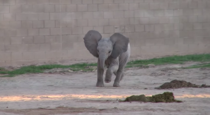 This Baby Elephant Receives Super Excited When She Sees The Zoo Keepers