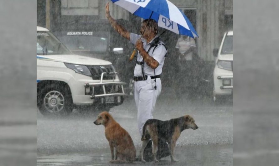 Throughout Heavy Rainstorm, Cop’s Seen Keeping Stray Dogs Dry With His Umbrella