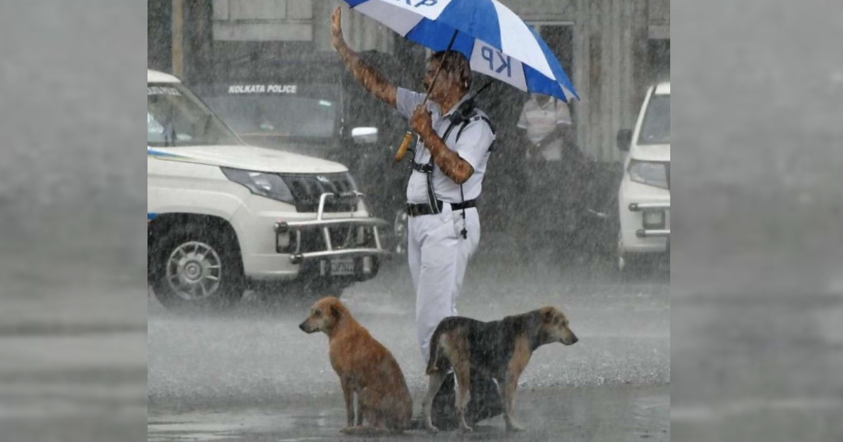 Throughout Heavy Rainstorm, Cop's Seen Keeping Stray Dogs Dry With His Umbrella