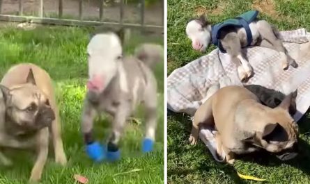 Tiniest Horse Lives In The House With All Of His Dog Friends