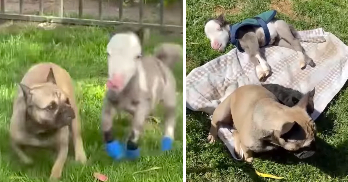 Tiniest Horse Lives In The House With All Of His Dog Friends