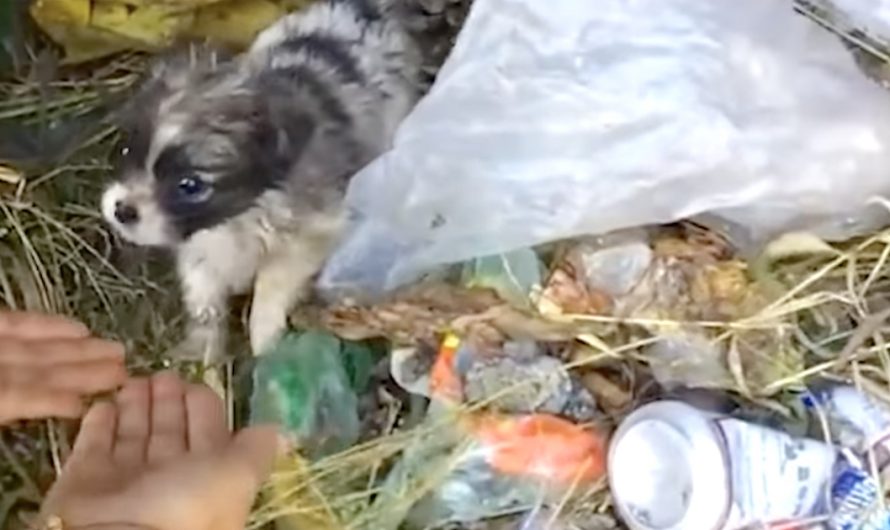 Tiny Puppy Found In The Garbage Fit In The Palm Of His Rescuer’s Hand