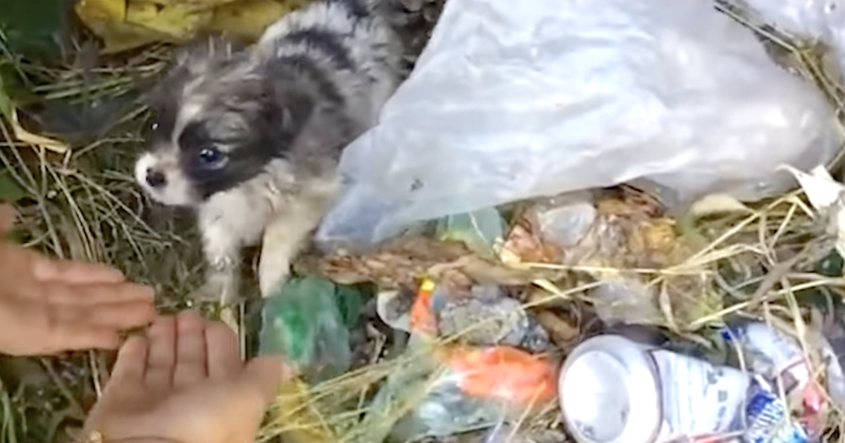 Tiny Puppy Found In The Garbage Fit In The Palm Of His Rescuer's Hand