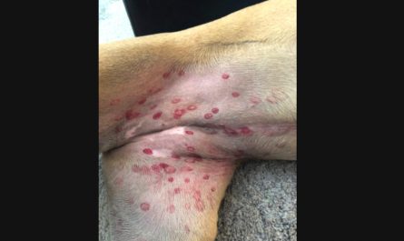 Veterinarian Addresses Concerns Over Canines Breaking Out In Red Spots