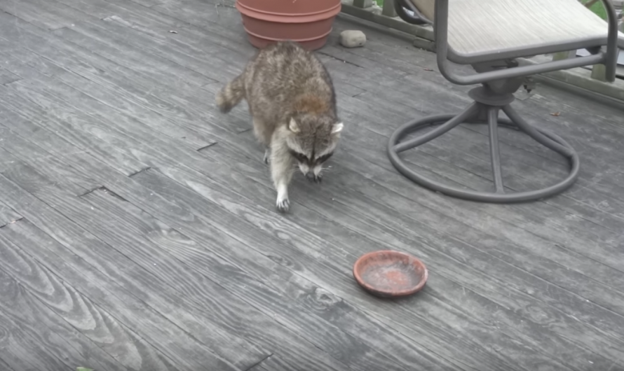 Woman Feeds Blind Raccoon, And Also It Returns Later On With 2 Starving Buddies