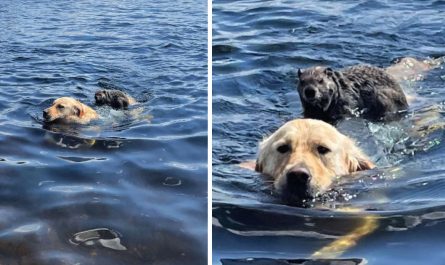 Woodchuck Gets On Golden Retriever's Back For A Ride Back To Shore