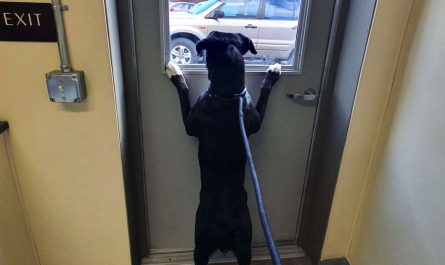 dog Dropped Off At Shelter Looks Out The Window For Someone To Conserve Her