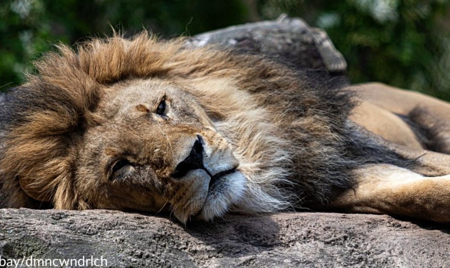 30 Lions Euthanized After Owner Rejected To Help When Fire Ravaged Enclosure