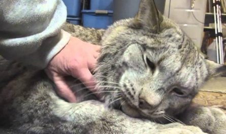 40 pounds Spoiled Canadian Lynx - I Am A Big Baby