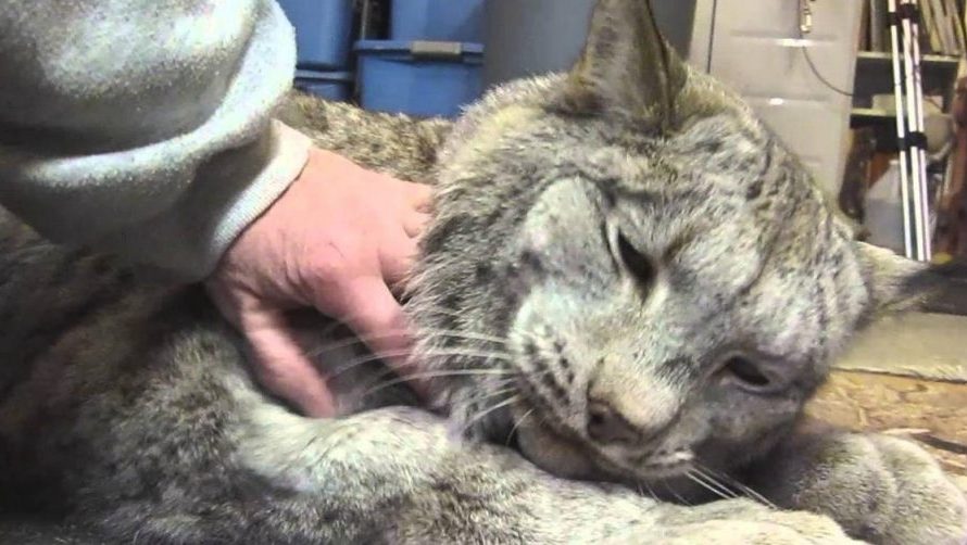 40 pounds Spoiled Canadian Lynx – I Am A Big Baby