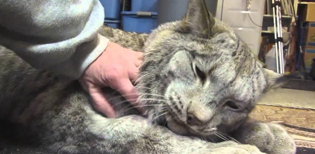 40 pounds Spoiled Canadian Lynx - I Am A Big Baby