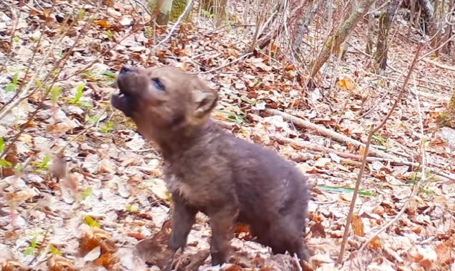A Traffic Camera Records The First Howls Of The Adorable Little Wolf