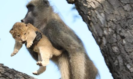 A Baboon Cares For A Baby Lion Cub In Kruger National Park