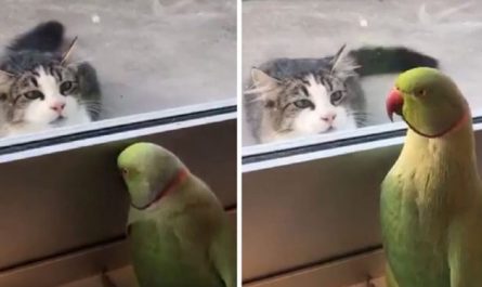 A Cheeky Parrot Plays Peek a Boo With Next door neighbor's Cat (Video clip)