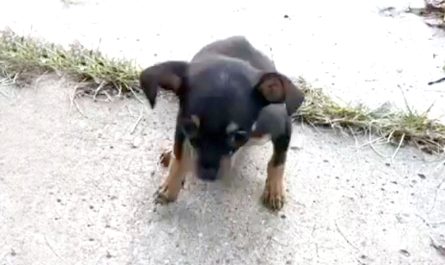 A Sick Puppy Was Left By Her Owner On A Deserted Street