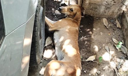 A poor road dog was not able to stand after being hit by a vehicle, however she dug deep and had the ability to drag herself out of the road.