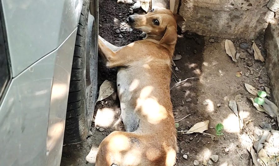 Stray Dog Dragged Herself Sideways Of The Road Not Able To Stand