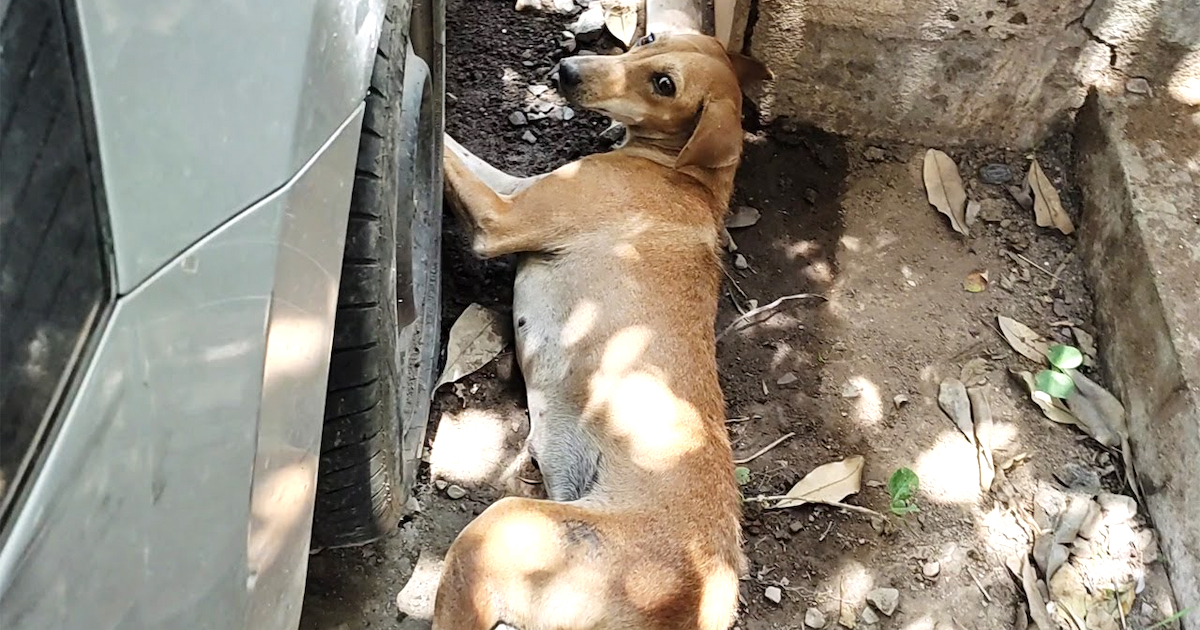 A poor road dog was not able to stand after being hit by a vehicle, however she dug deep and had the ability to drag herself out of the road.