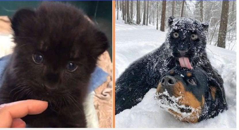 Abandoned By His Mom, Panther Is Raised By A Human And A Rottweiler