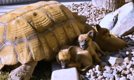 Abandoned Puppies Befriend A Lonely Giant Turtle