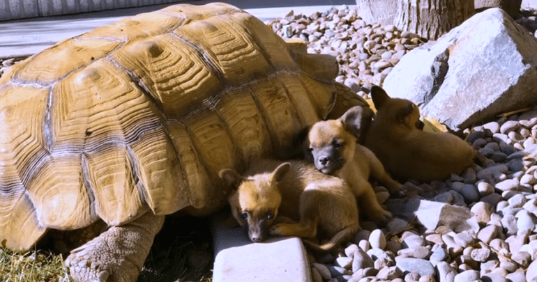 Abandoned Puppies Befriend A Lonely Giant Turtle