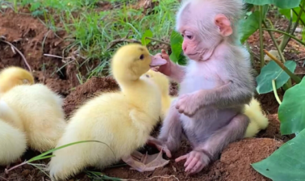 Adorable Moment Shows Baby Monkey Taking Care Of Baby Ducks Like Family