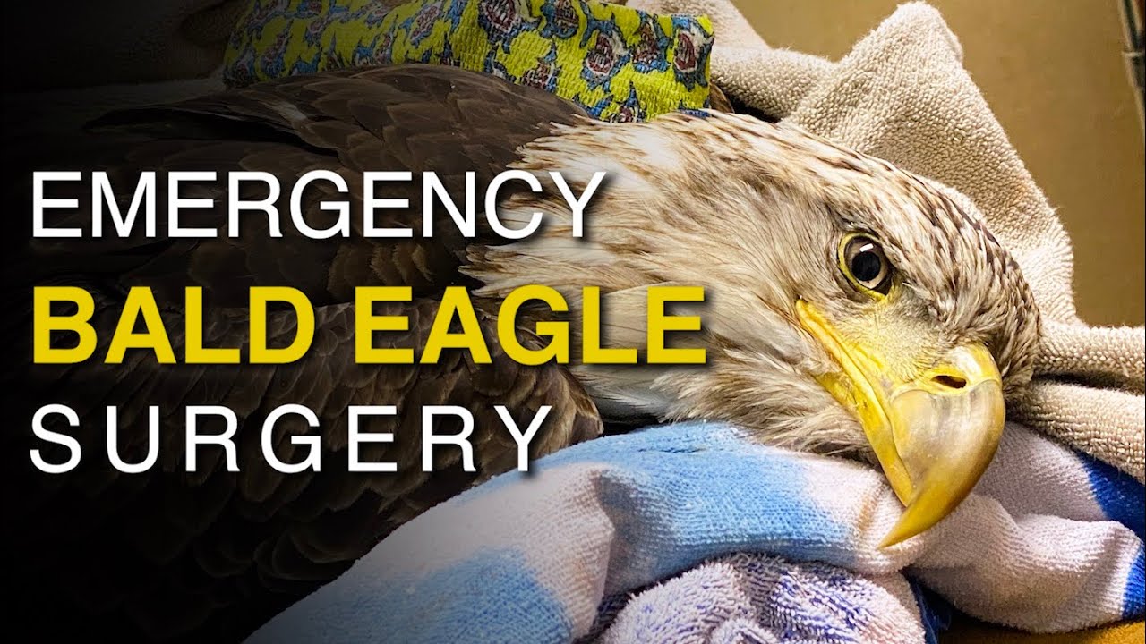 An Injured Hairless Eagle Learns To Fly Once Again Thanks To A Dedicated Veterinarian