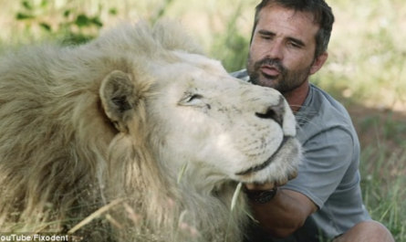 Aslan The Wild White Lion Saved From A Life Of Sadness