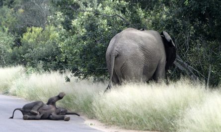 Baby elephant has actually done with walking, throws a tantrum in the middle of the street