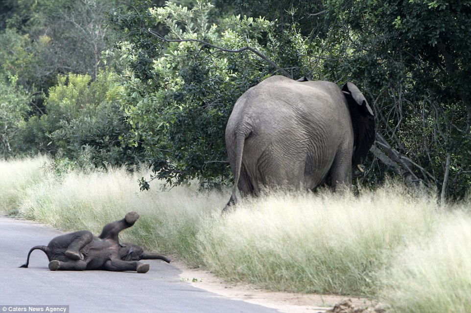 Baby elephant has actually done with walking, throws a tantrum in the middle of the street