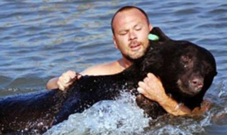 Brave Man Risk His Life To Rescue The Drowning 400 Pound Black Bear
