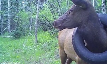 Bull Elk With Tire Around His Neck For Half His Life Is Lastly Freed