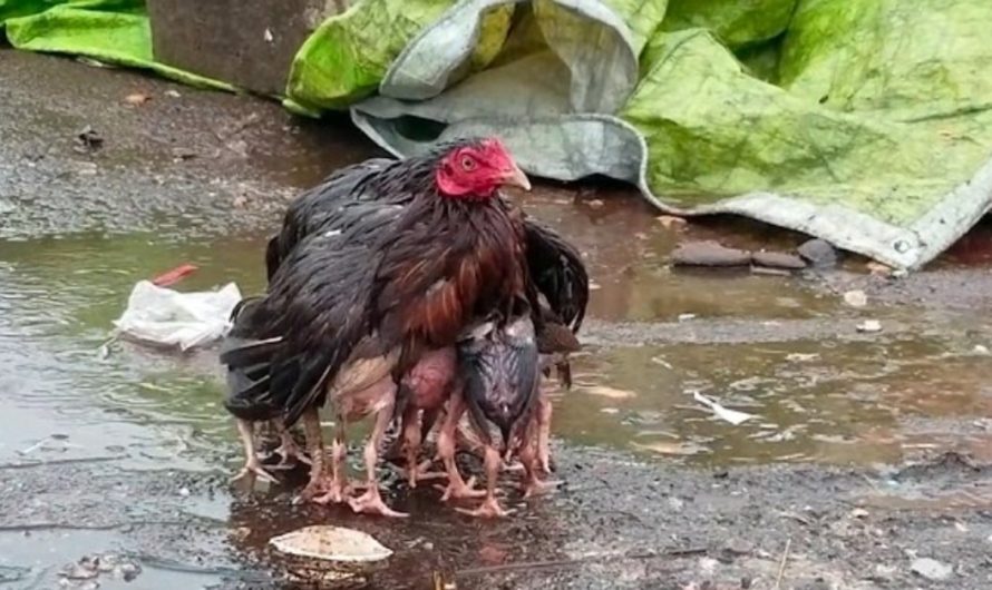 Can You Spot The Reason This Picture Of A Chicken Is Going Viral?