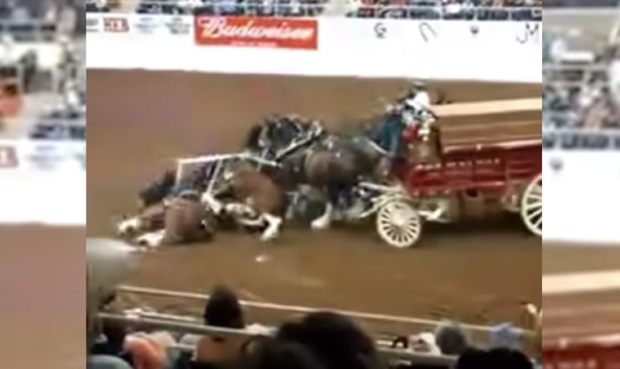 Clydesdales Tumble And Pile Up Throughout A Show, And Also The People Gasps In Unison