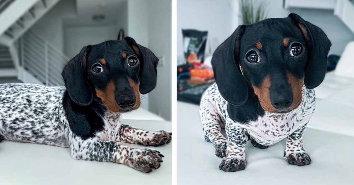 Dachshund puppy dog is born with special black and white seen body like a cow