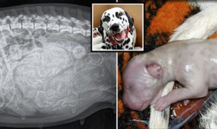 Dalmatian Expecting 3 Puppies Gives Birth To A Massive World Record Litter Of 18